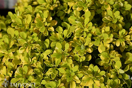 Berberis thunbergii 'Tiny Gold', japaninhappomarja